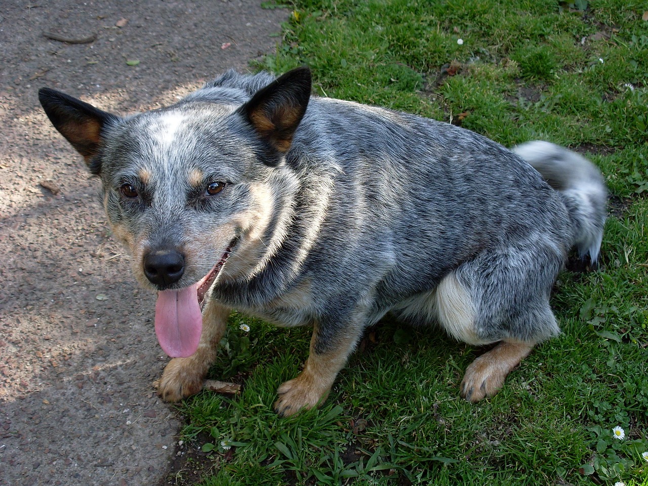 Exploring the Unique Nature of the Hmong Heeler